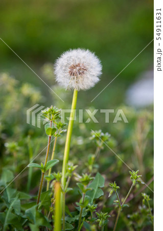 dandelion flower in spring time., fluff of dandelion flower in spring time., fluff of 54911631