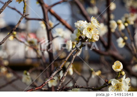 Flowers plum blossoming in spring. Flowers plum blossoming in spring. 54911643