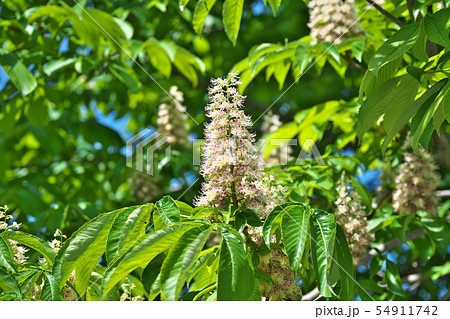 白いトチノキの花 白いトチノキの花 54911742