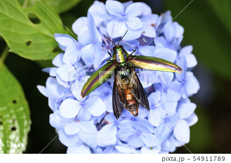 タマムシ 54911789