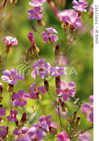 朝のサポナリア 54912432