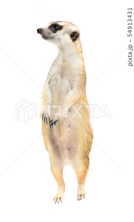 cute meerkat ( Suricata suricatta ) isolated 54913431