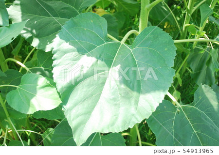 ひまわり畑 54913965