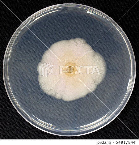 Aureobasidium　アウレオバジディウム　オーレオバジディウム　培地　子嚢菌　14日培養 54917944