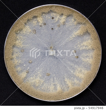 Botrytis cinerea 灰色かび病菌 灰色カビ病菌 コロニー 培地 子嚢菌 14日培養 Botrytis cinerea 灰色かび病菌 灰色カビ病菌 コロニー 培地 子嚢菌 14日培養 54917946