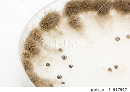 Botrytis Cinerea 灰色かび病菌 灰色カビ病菌 コロニー 培地 子嚢菌 14日培養の写真素材