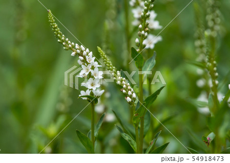 ヌマトラノオ 54918473