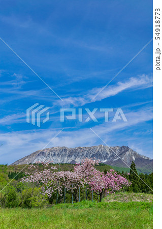 大山と桜 大山と桜 54918773