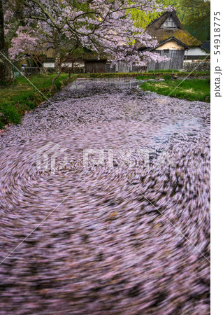 千年家の散り桜 千年家の散り桜 54918775