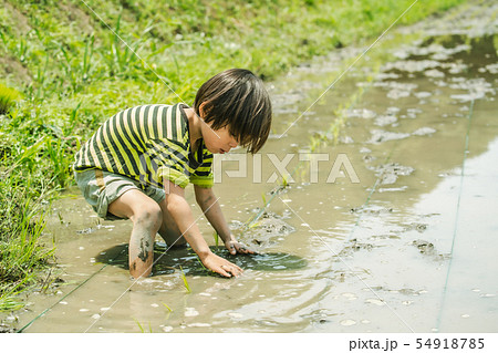 田植え体験　農家　子供 54918785