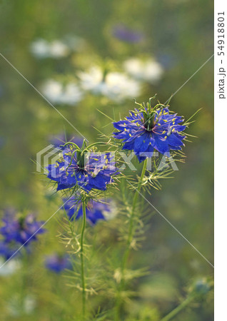 紺色のニゲラ 54918801