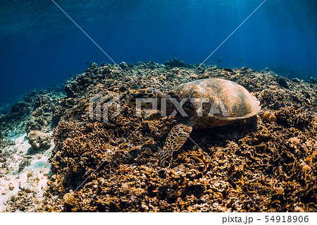 Big turtle over coral bottom in blue ocean. 54918906