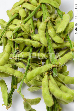 夏野菜　枝付きエダマメ 54920194