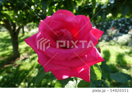 ピンクの薔薇 54920351