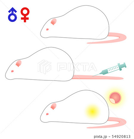実験動物 ラット rat オス・メス・注射・胚移植イメージ 54920813