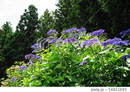 7月　北茨城19あじさいの森 54921095