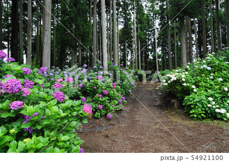 7月　北茨城14あじさいの森 54921100