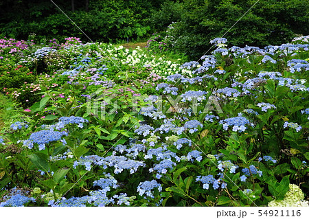7月 北茨城02あじさいの森 7月 北茨城02あじさいの森 54921116