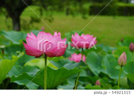 7月 行田38古代蓮の里・行田蓮 7月 行田38古代蓮の里・行田蓮 54921315