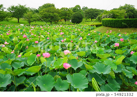 7月 行田24古代蓮の里・行田蓮 7月 行田24古代蓮の里・行田蓮 54921332