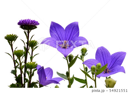 紫の花々、アスター、キキョウ、花イメージ素材、白背景 紫の花々、アスター、キキョウ、花イメージ素材、白背景 54921551