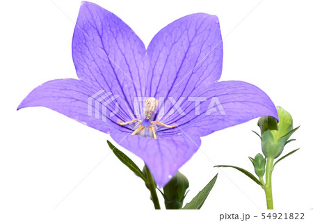 キキョウ、桔梗、紫の花、花イメージ素材、白背景 54921822