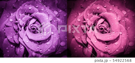 Rose flowers collage. 54922568