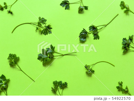 Parsley isolated. Pattern of parsley Parsley isolated. Pattern of parsley 54922570