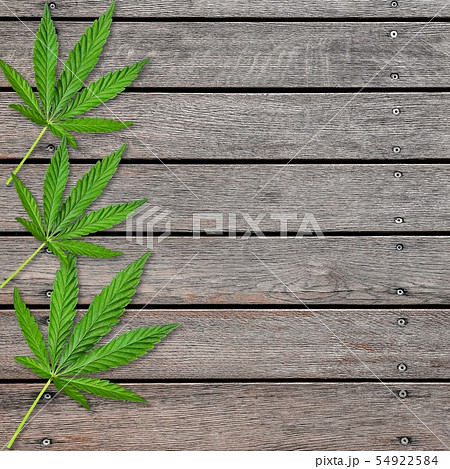 Cannabis or hemp leaves on old gray wooden table. 54922584