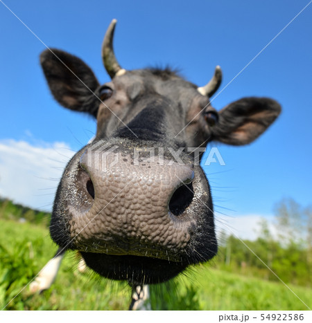 The portrait of cow with big snout on the 54922586