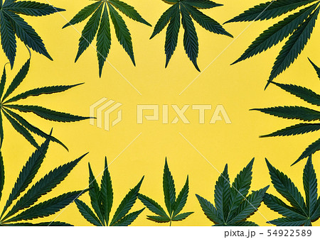 Hemp or cannabis leaves frame. Floral square frame 54922589