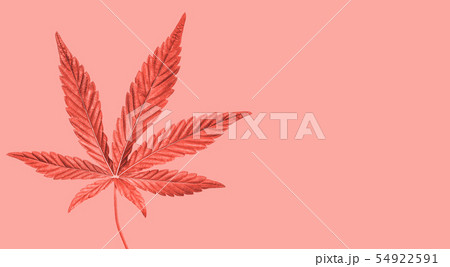 Hemp or cannabis leaf isolated. Top view,  54922591