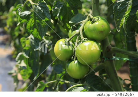 トマト栽培 若いトマトの写真素材