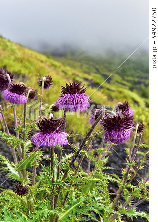 富士山御殿場口登山道と二子山周辺に咲くフジアザミ 54922750