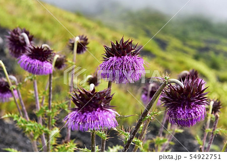 富士山御殿場口登山道と二子山周辺に咲くフジアザミ 54922751