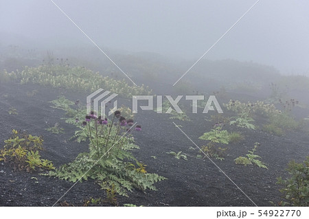 富士山御殿場口登山道と二子山周辺に咲くフジアザミ 54922770