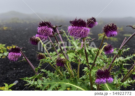 富士山御殿場口登山道と二子山周辺に咲くフジアザミ 54922772