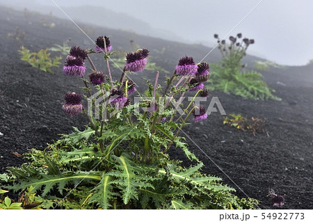 富士山御殿場口登山道と二子山周辺に咲くフジアザミ 富士山御殿場口登山道と二子山周辺に咲くフジアザミ 54922773