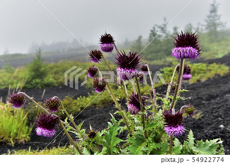 富士山御殿場口登山道と二子山周辺に咲くフジアザミ 54922774