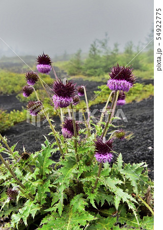 富士山御殿場口登山道と二子山周辺に咲くフジアザミ 54922775