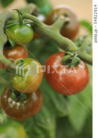 ミニトマト栽培 ミニトマトの写真素材
