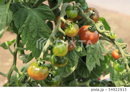 ミニトマト栽培 ミニトマトの写真素材