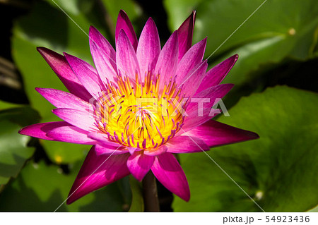 Close up of pink lotus flowe Close up of pink lotus flowe 54923436