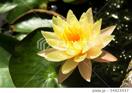 Close up of yellow lotus flower Close up of yellow lotus flower 54923437