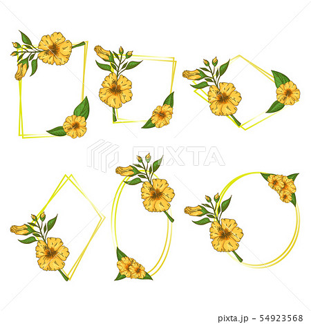 Hibiscus flowers frame set with leaves. Isolated on white background. Hibiscus flowers frame set with leaves. Isolated on white background. 54923568