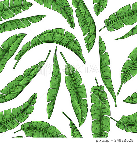 Tropical Palm Leaves Seamless Pattern Jungle のイラスト素材