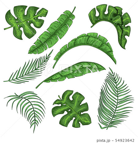 Tropical palm leaves set, jungle banana leaf 54923642