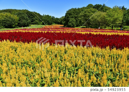 森林公園の丘陵と羽毛ケイトウの花畑 54923955