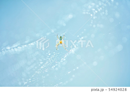 蜘蛛の巣 蜘蛛の巣 54924028