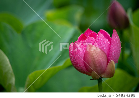 雨の日の二千年ハス（2019年6月） 54924299